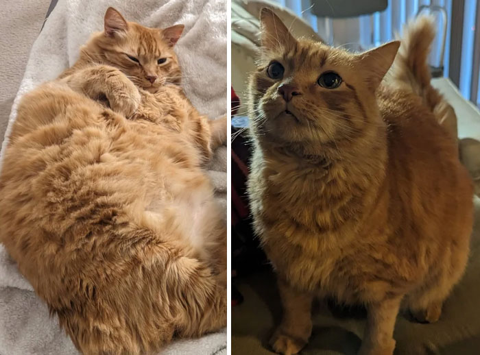 Chonky Boy JC At His Chonkiest Last Year (36.7 Pounds) And Last Month (Down To 18.4) - He's So Much Happier And Energetic These Days