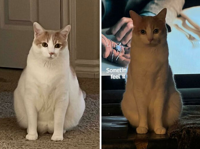 My Chonky Boy Butters Is Almost At His Goal Weight Of 15 Pounds, Down From 20! After Almost 7 Months Of A Strict Diet He Only Has 0.8 More Pounds To Go