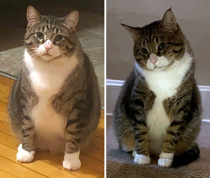 Chonky Boy Meatball Is Losing Weight