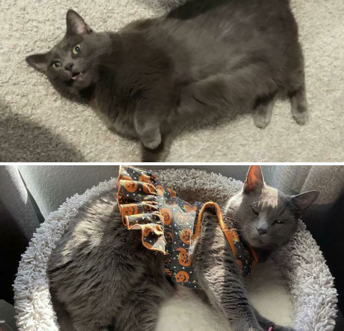 Lulu - Dechonked From 14.5 Lbs To 7 Lbs