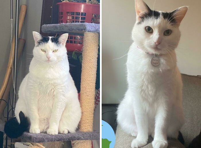 Here’s Pepper Before And After Dechonkification