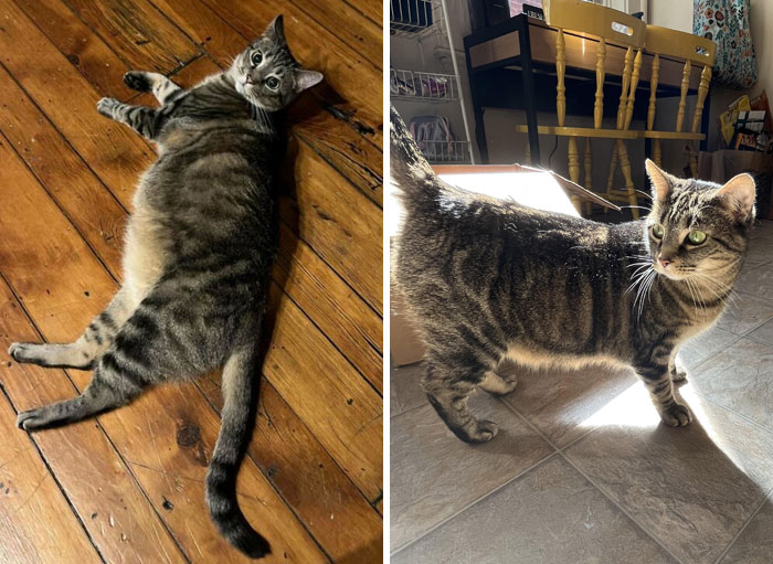 Ponyo Is Now 2 Pounds Less Than She Was At Her Highest-Recorded Weight