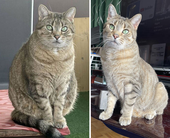 After 5 Months Of Dechonk, Pepper Is One Happy Cat