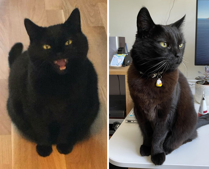 Before And After Chonk