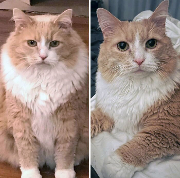Bubba’s Dechonkification Has Led To Some Handsome Face Gains