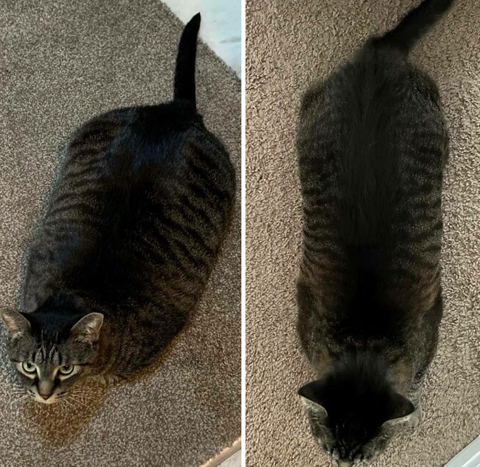 Dechonkification Progress! From 17.5 Lbs To 13.88 Lbs In About 1 Year! She’s Doing Amazing