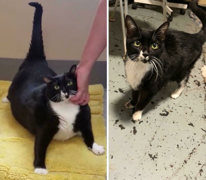 From Fat Lucy To Fab Lucy! She Was Rescued Weighing 26 Lbs, But Now Is Back To A Healthy Weight