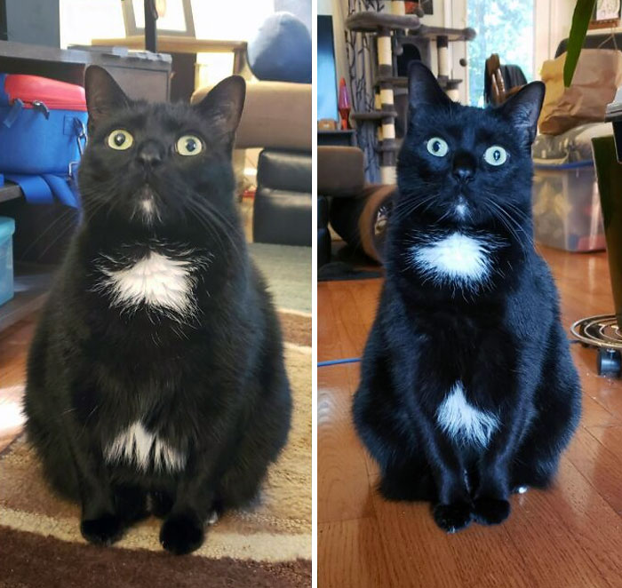 Tomorrow Marks One Year Of Sushi's Diet Journey! 3 Lbs Down But Just As Derp