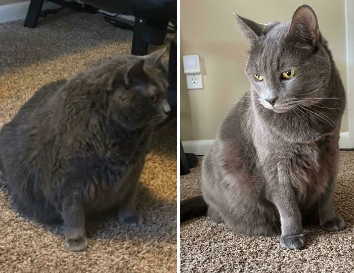 Big Boy Daemon Was Adopted At 25 Lbs, He's Now Down To 17 Lbs (6-Month Progress). 4 Lbs Left Until Weight Goal
