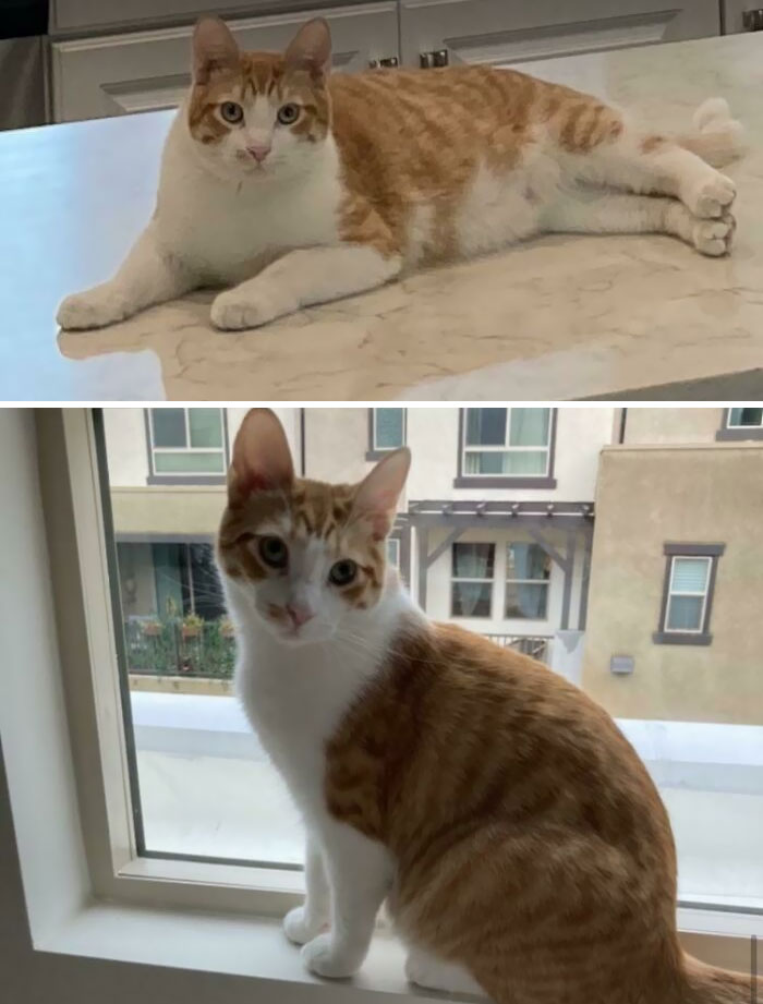 Chunky Boy Lost Weight. Healthy Kitty Now