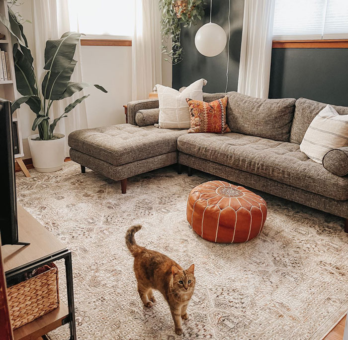 Gray L-shaped cheap couch with white and orange accent pillows in a cozy living room with a patterned rug and a cat. Gray L-shaped cheap couch with white and orange accent pillows in a cozy living room with a patterned rug and a cat.