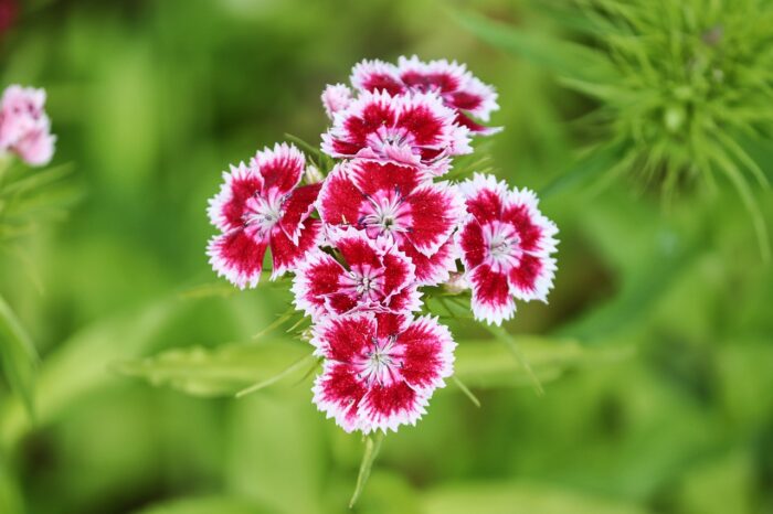 Cloves dianthus barbatus Cloves dianthus barbatus