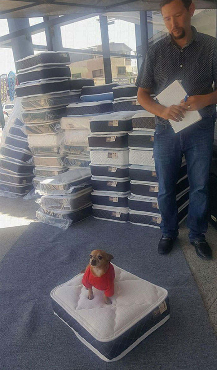 Local Mattress Store Gives You A Mini Mattress For Your Doggie When Buying A Regular One