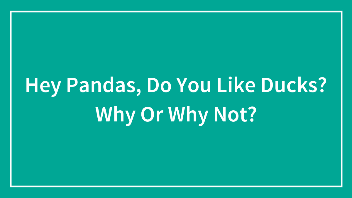Hey Pandas, Do You Like Ducks? Why Or Why Not?