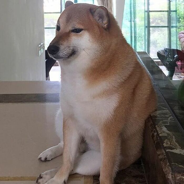 Hey Pandas, Post Memes Featuring Cheems To Pay Homage To The Meme Legend