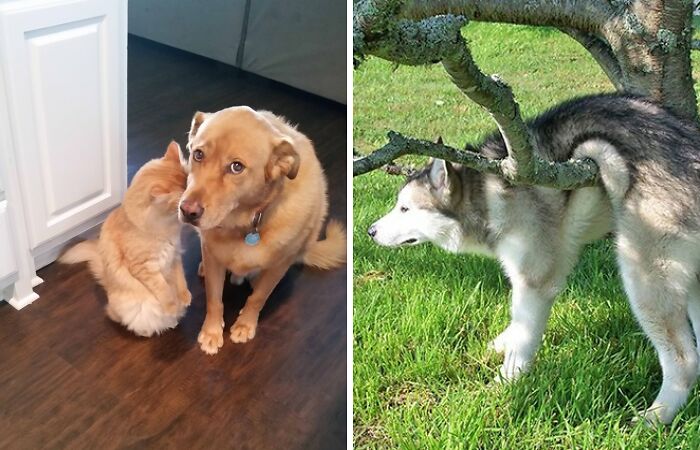 16 Photos Of Dogs That Are Not Guilty At All