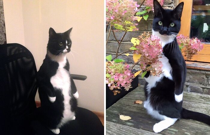 19 Funny Photos Proving That Cats Are Basically Just Feline Penguins