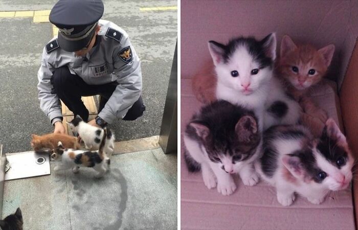Pregnant Stray Cat Wanders Into A Police Station And Chooses It As Her Family’s Forever Home (8 Pics)
