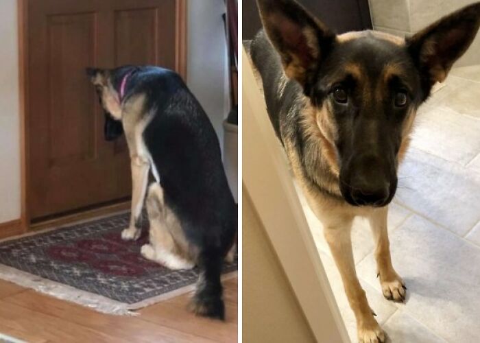 Heartbroken Dog Refuses To Leave The Door While Waiting For Her Dad To Get Back From The Hospital