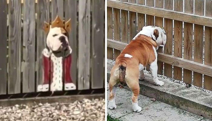 Bulldog Loves To Stick His Head Through The Fence, So His Owners Paint A Costume To Make Him The King Of The Stree
