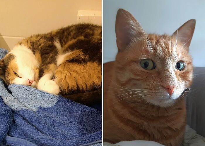 Hey Pandas, Take A Pic Of Your Pet Right Now (Closed)