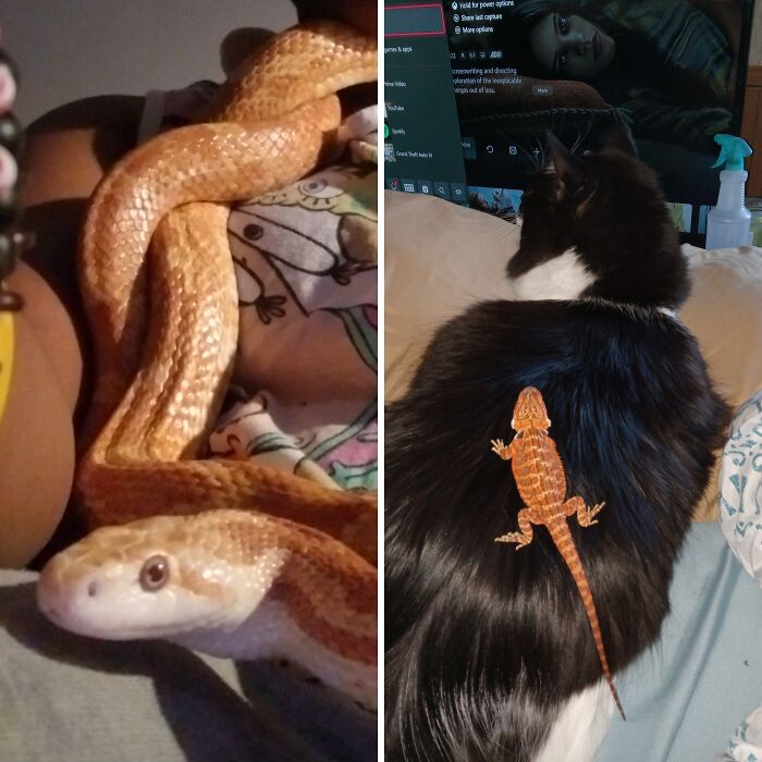 Hey Pandas, Post A Picture Of Your Exotic Pets (Closed)