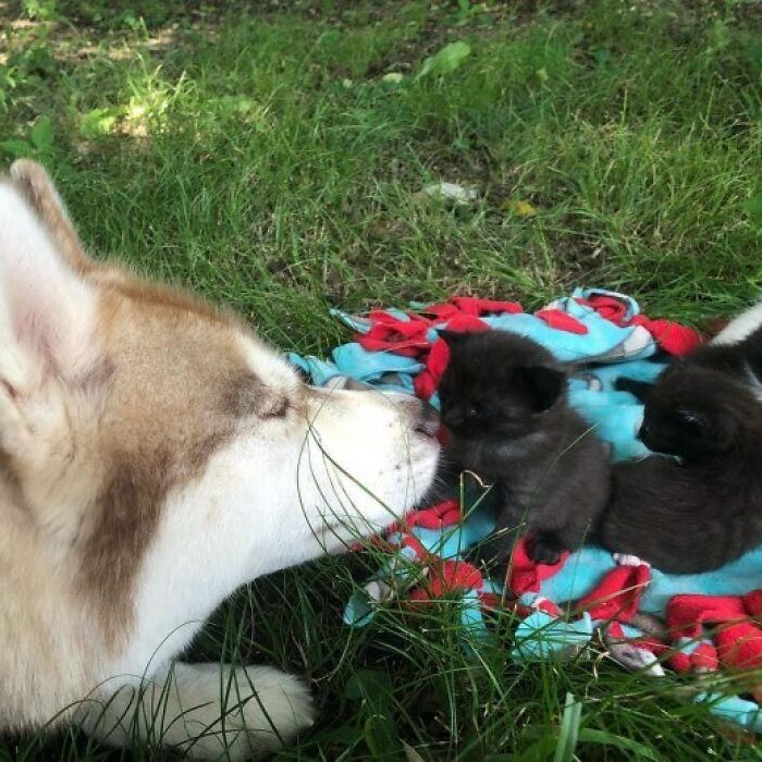 Husky Leads Owner Into The Woods And Brings Her To A Sealed Box Filled With Stray Kittens