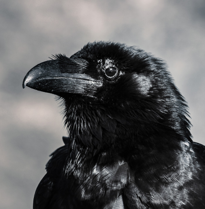 Close-up of a raven with glossy black feathers, evoking eerie and scary facts that give you the heebie-jeebies.