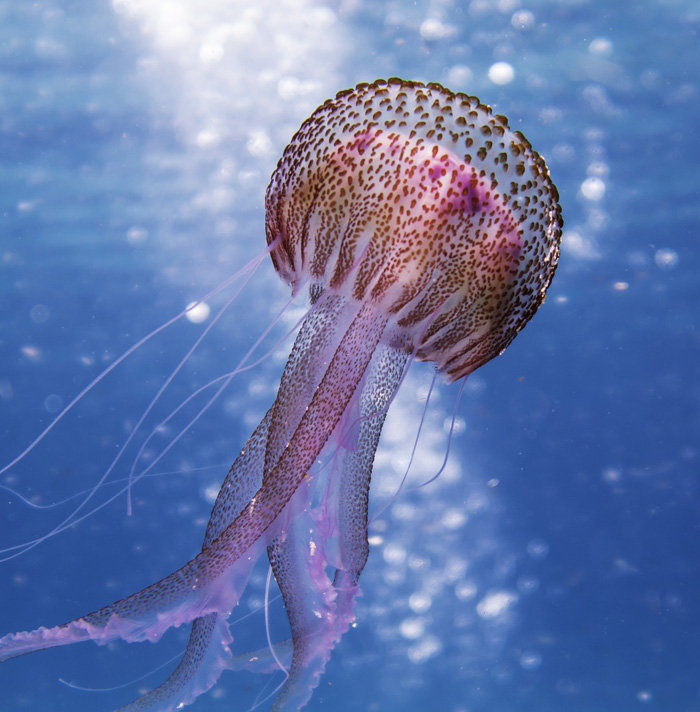 Jellyfish floating underwater with long tentacles, an eerie creature featured in scary facts that give heebie-jeebies.