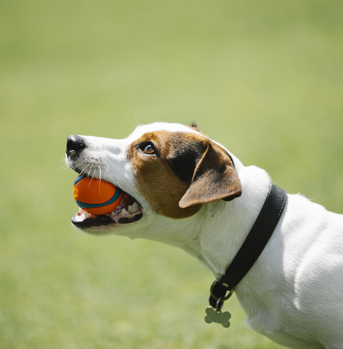 Dog wearing black collar holds a small orange ball in mouth on a green grass background scary facts