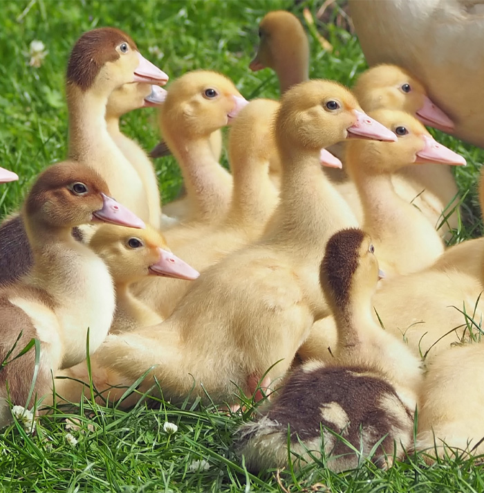 A group of ducklings resting on green grass, unrelated to scary facts or heebie-jeebies themes.