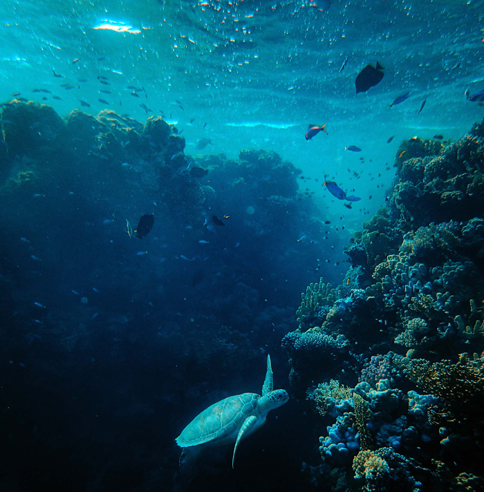 Underwater scene with coral reefs and a sea turtle swimming, evoking mysterious scary facts about ocean life.