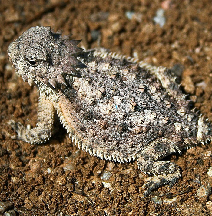Horned lizard blending into dirt terrain with textured skin, illustrating one of the scary facts that give you the heebie-jeebies.
