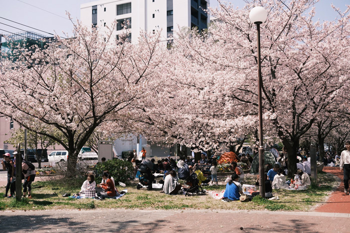 People sitting under cherry blossom trees in Fukuoka, Japan