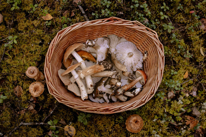 Mushrooms in brown wooden basket in the forest