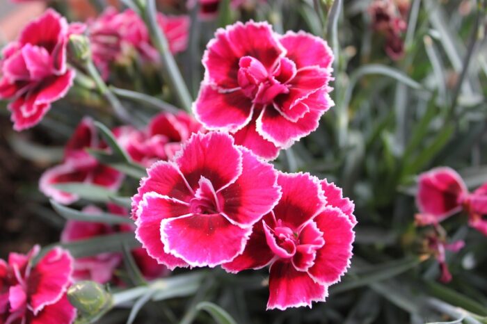 Dianthus flowers pink