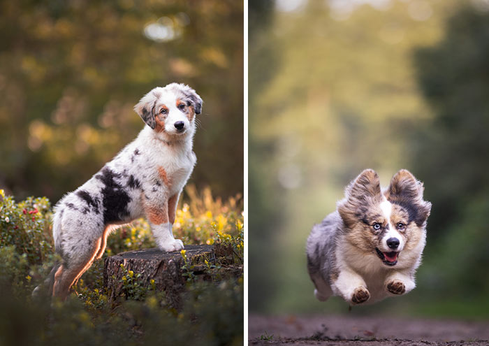 I Am A Dog Photographer Who Strives To Capture Each Dog’s Personality (28 New Pics)