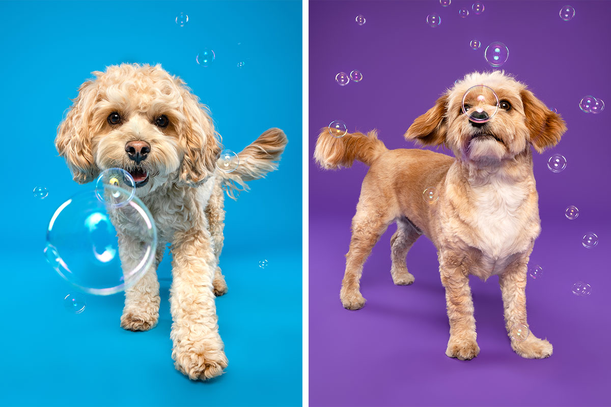 I Took 14 Cute Pics Of Dogs Playing With Bubbles Bored Panda