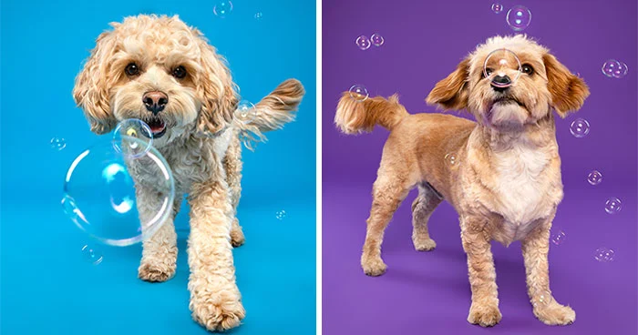 14 Pics Of Playful Dogs Chasing Soap Bubbles I Took