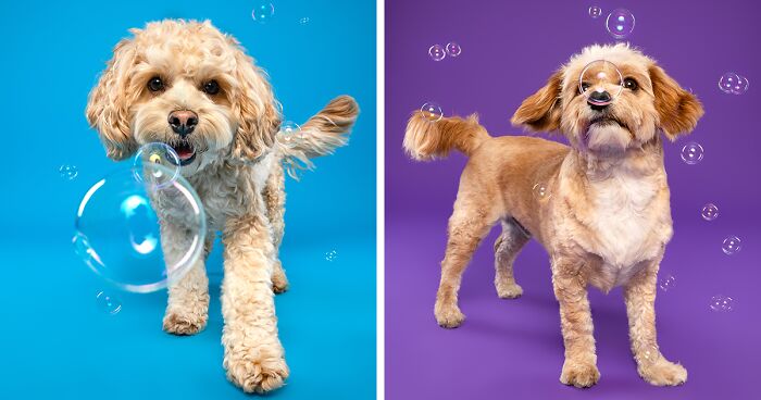 14 Pics Of Playful Dogs Chasing Soap Bubbles I Took