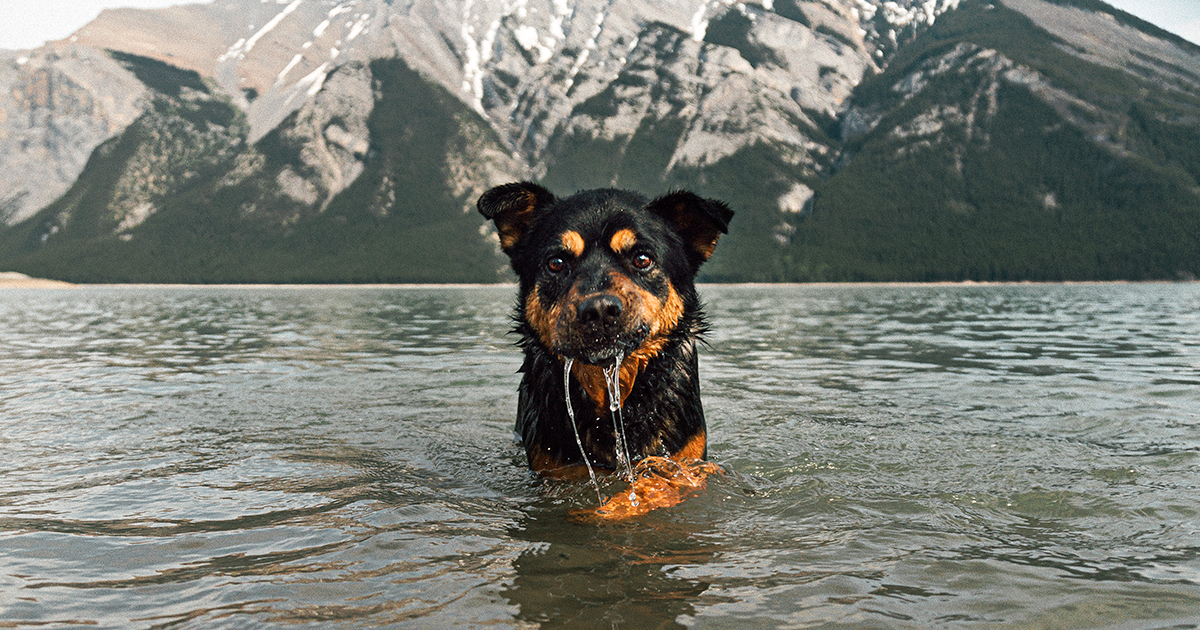 I Photographed 12 Dogs In Banff National Park And Captured Their Love ...