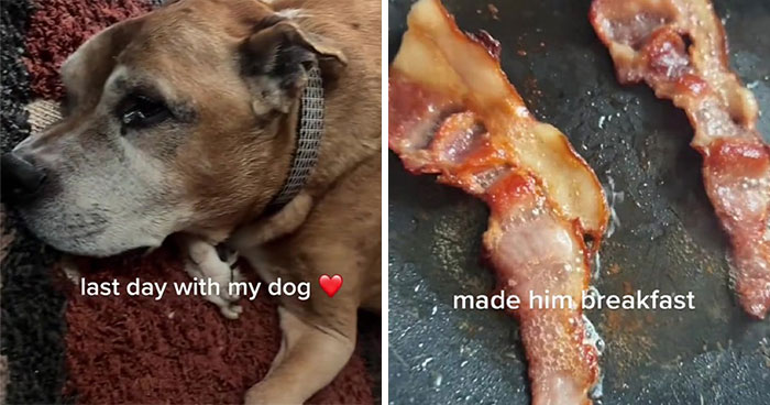TikTok User Shared Emotional Last Day With Her Dog, Touched Almost 10 Million People Online