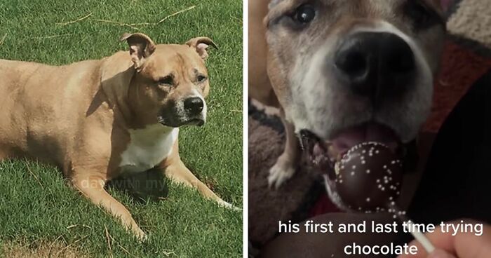 TikTok User Shared Emotional Last Day With Her Dog, Touched Almost 10 Million People Online