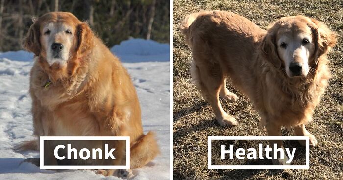 50 Cutest De-Chonker Pics And Stories That Are Absolutely Inspiring