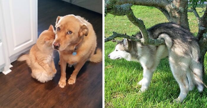 16 Photos Of Dogs That Are Not Guilty At All