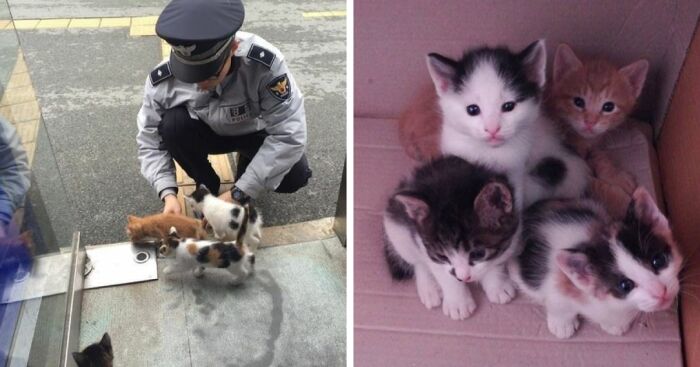 Pregnant Stray Cat Wanders Into A Police Station And Chooses It As Her Family’s Forever Home (8 Pics)