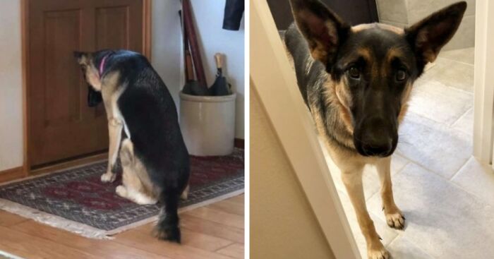 Heartbroken Dog Refuses To Leave The Door While Waiting For Her Dad To Get Back From The Hospital