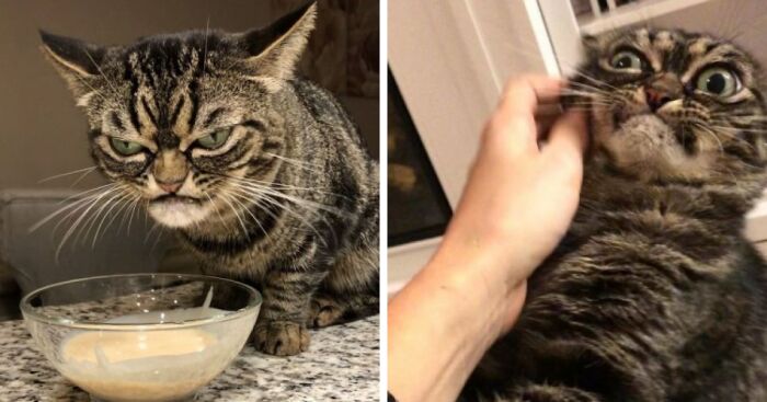 This Grumpy Cat Looks Like She Is Permanently Angry (11 Pics)