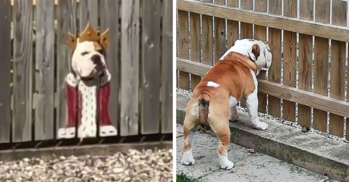 Bulldog Loves To Stick His Head Through The Fence, So His Owners Paint A Costume To Make Him The King Of The Stree