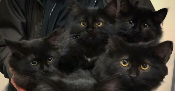 Stray Cat Mom Brings Her Babies To Meet The Woman Who Took Care Of Her